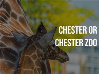 Chester OR Chester Zoo
