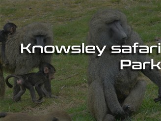 Knowsley Safari Park 